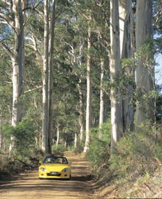 Mount Shadforth Scenic Drive - Accommodation Perth