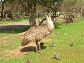Minlaton Fauna Park - Geraldton Accommodation