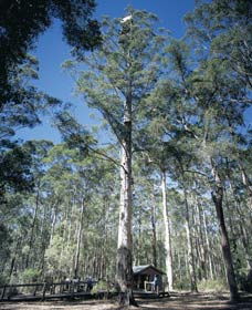 Diamond Tree Lookout Manjimup - Attractions