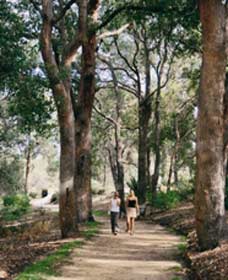 Law Trail and Lotterywest Federation Walkway Kings Park - Accommodation Nelson Bay