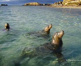 Shoalwater Islands Marine Park - Attractions