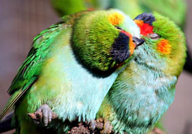 Rainbow Jungle - The Australian Parrot Breeding Centre - Wagga Wagga Accommodation