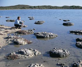 Lake Thetis Stromatolites - Accommodation Brunswick Heads