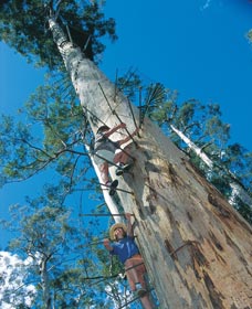 Dave Evans Bicentennial Tree - Wagga Wagga Accommodation
