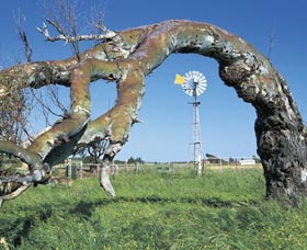 Greenough Leaning Trees - Wagga Wagga Accommodation