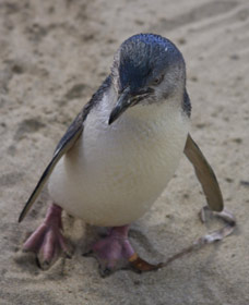 Penguin Island Boardwalks and Walk Trail - Attractions
