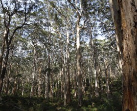 Boranup Karri Forest - Wagga Wagga Accommodation