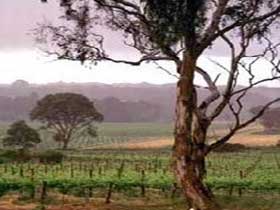 Yangarra Estate Vineyard - Accommodation Adelaide