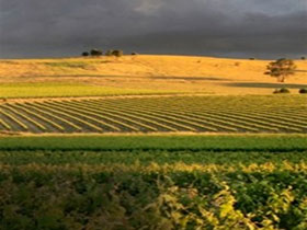 Kellermeister Wines - New South Wales Tourism 