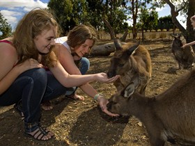 Kangaroo Island Wildlife Park - Attractions
