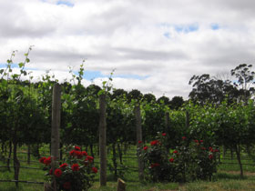 Manyara Vineyard - Accommodation Adelaide