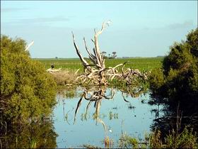 Bool Lagoon Game Reserve and Hacks Lagoon Conservation Park - Wagga Wagga Accommodation