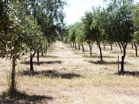 Talinga Grove Olive Oils - Carnarvon Accommodation