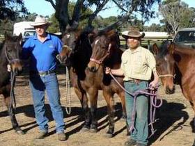 Coffin Bay Brumby Preservation Society Incorporated - Lightning Ridge Tourism