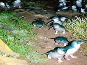Penneshaw Penguin Centre - Broome Tourism