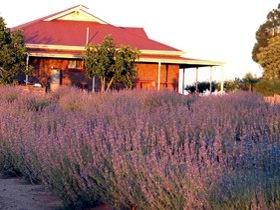 Bella Lavender Estate - Accommodation Sunshine Coast