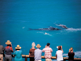 Whale Watching At Head Of Bight - Accommodation Airlie Beach