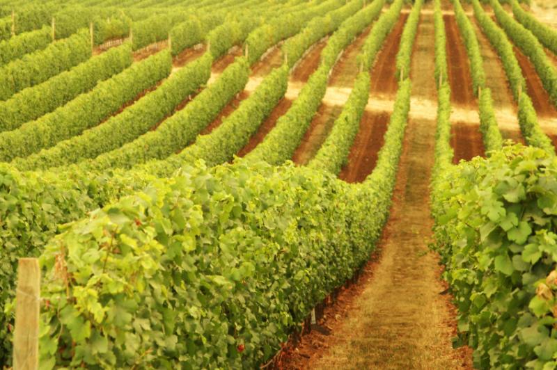 Schild Estate Wines - Redcliffe Tourism