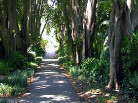 Adelaide Botanic Garden - Mount Gambier Accommodation