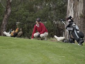 Tasmania Golf Club - The - Accommodation Mount Tamborine