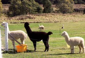 Maydena Country Cabins Accommodation  Alpaca Stud - Attractions Melbourne