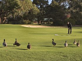Royal Hobart Golf Club - Redcliffe Tourism