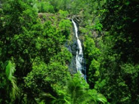 Kondalilla National Park - Tourism Cairns