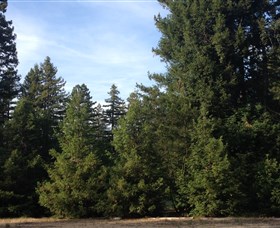 Pialligo Redwood Forest - Accommodation Mt Buller
