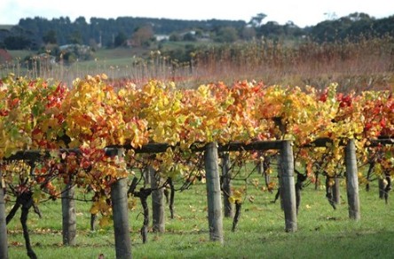 Apsley Gorge Vineyard - Find Attractions