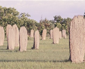 Magnetic Termite Mounds - Accommodation Brunswick Heads
