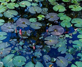 Pine Creek Water Gardens - Attractions