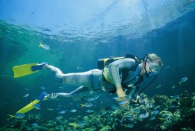 Kirra Reef Dive Site - Surfers Gold Coast