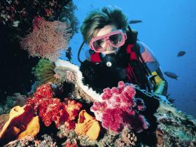 Cook Island Dive Site - St Kilda Accommodation
