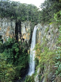 Gondwana Rainforests of Australia - Accommodation Noosa
