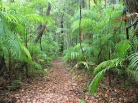 Delicia Road Conservation Park - Yamba Accommodation
