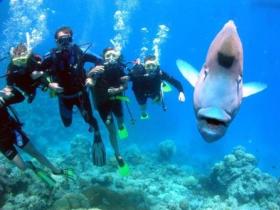 Magic Mountain Dive Site - Tourism Cairns