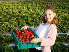 Strawberry Fields - New South Wales Tourism 