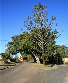 Anzac Avenue Memorial Trees, Beerburrum - thumb 0