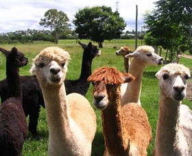 Banyandah Alpacas - Attractions Melbourne
