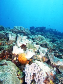 Mudjimba Old Woman Island Dive Site - Australia Accommodation