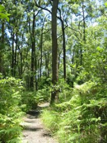 Mapleton Falls National Park - Accommodation in Brisbane