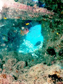 Michaelmas Cay Dive Site - thumb 0