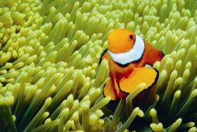 Thetford Reef Dive Site - thumb 0