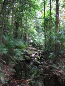 Mossman Gorge Rainforest Circuit Track Daintree National Park - Attractions Melbourne