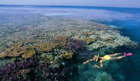 Split Bommie Dive Site - Tourism Cairns