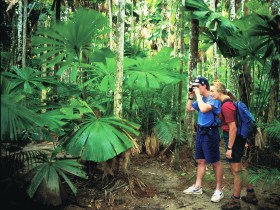 Mount Sorrow Ridge Trail Daintree National Park - Find Attractions