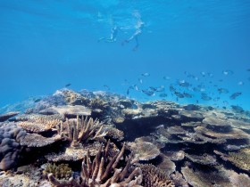 Australian Institute of Marine Science - Redcliffe Tourism