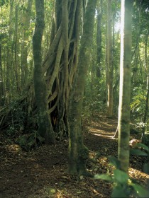 Mount Bithongabel - Tourism Cairns