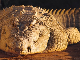 Koorana Crocodile Farm - Find Attractions