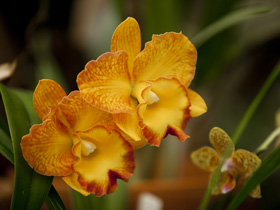 Queens Park - Orchid House - Tourism Cairns